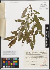 Foto von Salix triandra L.